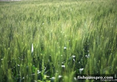捕鱼达人千炮版：真人游戏赔率监控技术的全面革新与实战解析